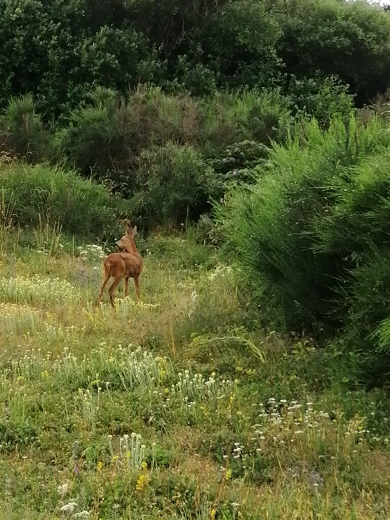 Coaching inaturen på Sjællands Odde også for rådyret